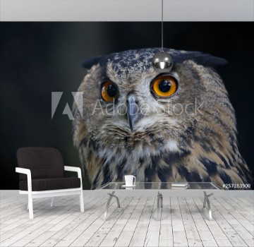 Picture of Portrait of an owl